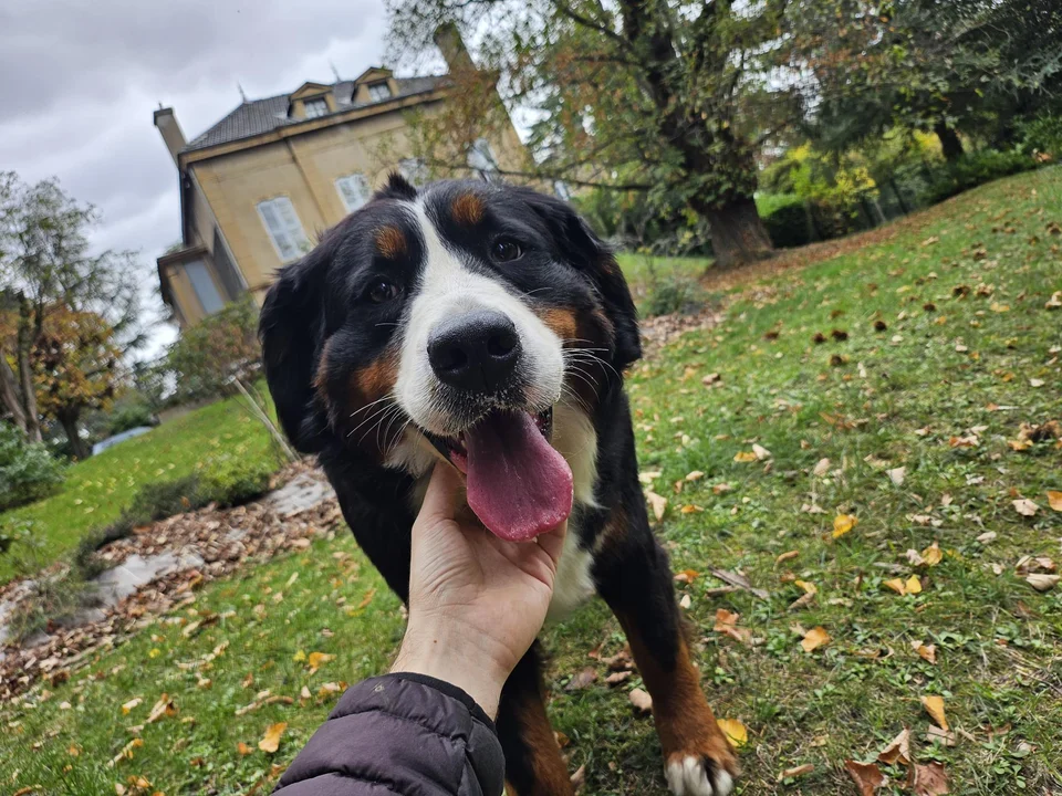 Sky, le bouvier bernois, dans un jardin