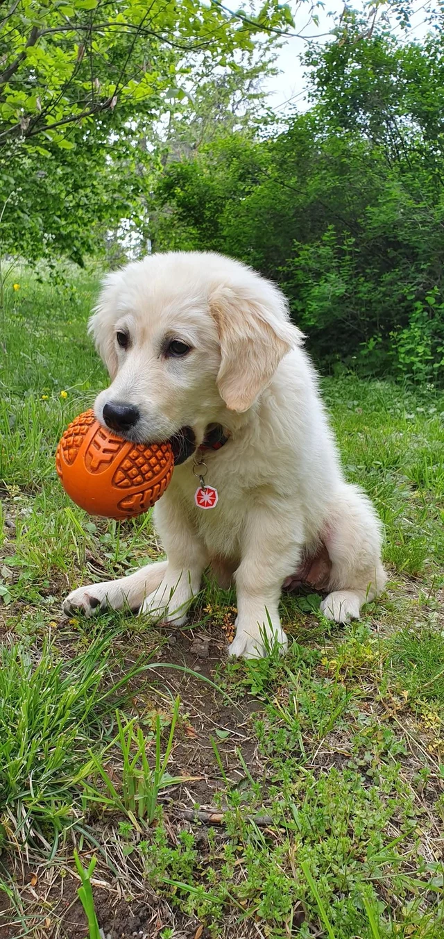 Whynot dans l’herbe, avec une balle orange dans la gueule